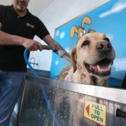 LuxeWash DIY Dog Wash - Happy dog being washed at LuxeWash DIY Dog Wash Station