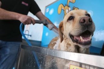 LuxeWash DIY Dog Wash - Happy dog being washed at LuxeWash DIY Dog Wash Station