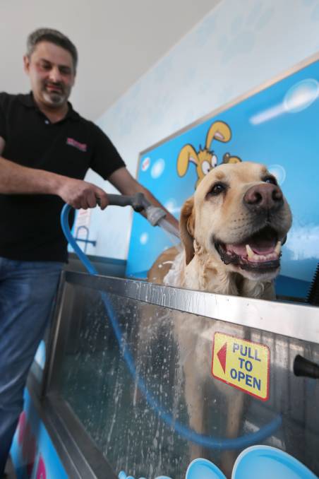 LuxeWash DIY Dog Wash - Happy dog being washed at LuxeWash DIY Dog Wash Station