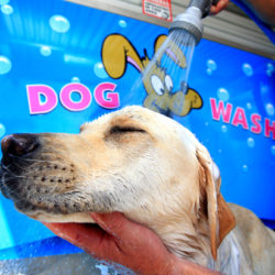 Dog Wash redbank plains - Luxe Wash