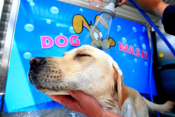Dog Wash redbank plains - Luxe Wash